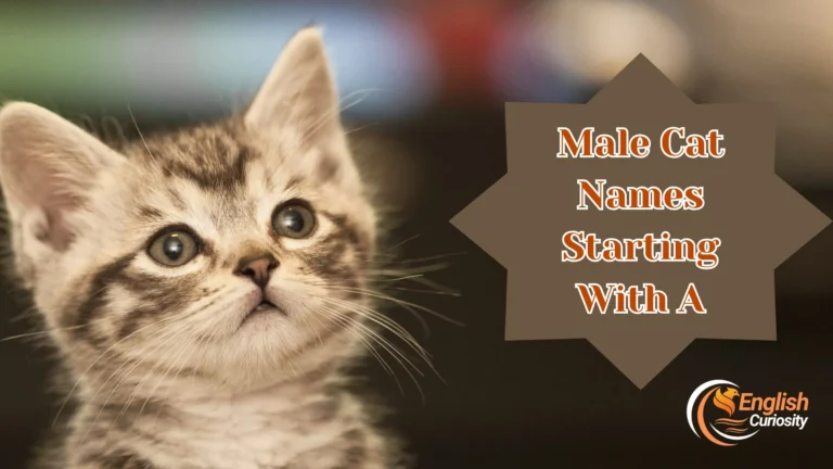 Male Cat Names Starting With A