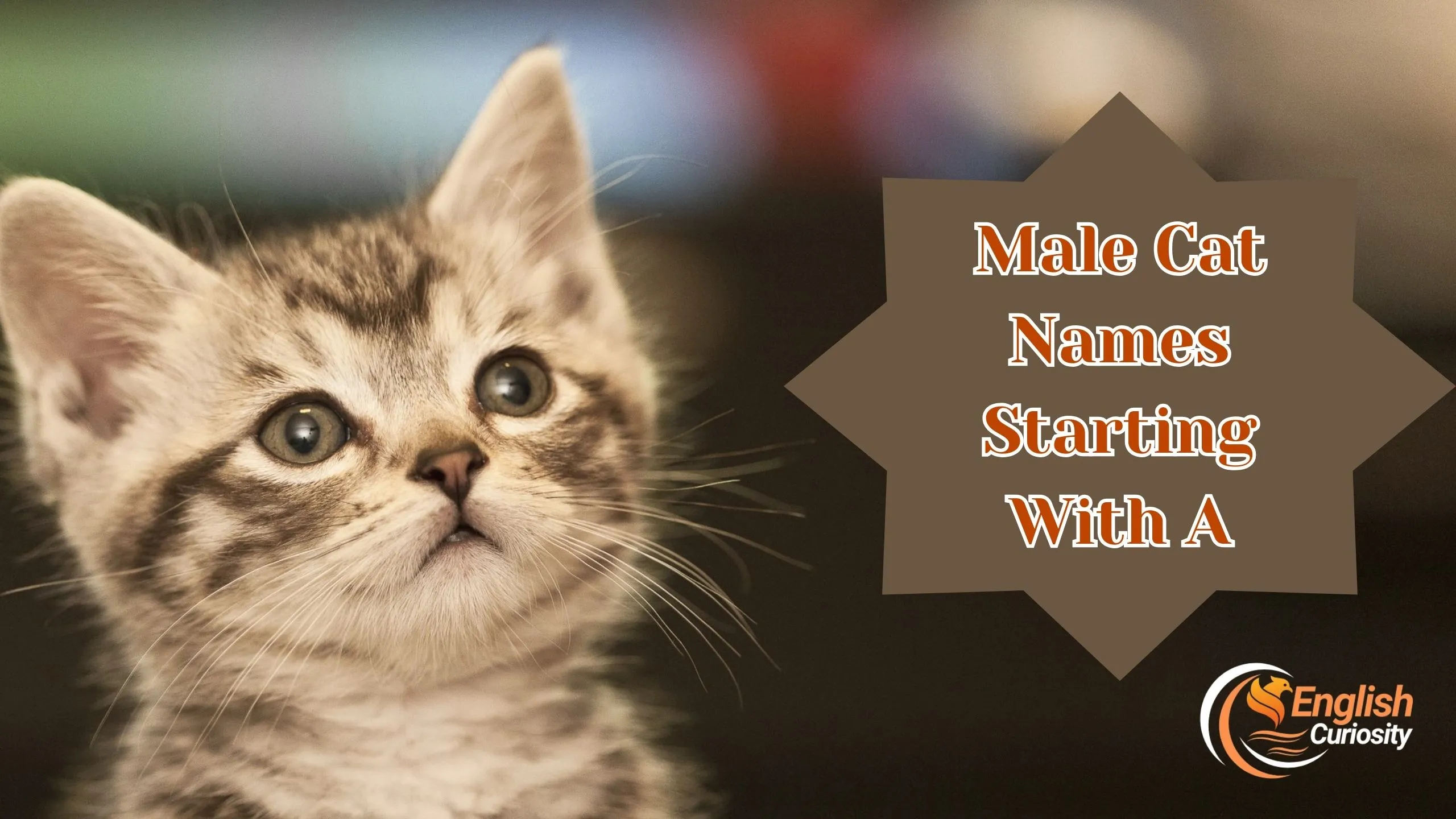 Male Cat Names Starting With A