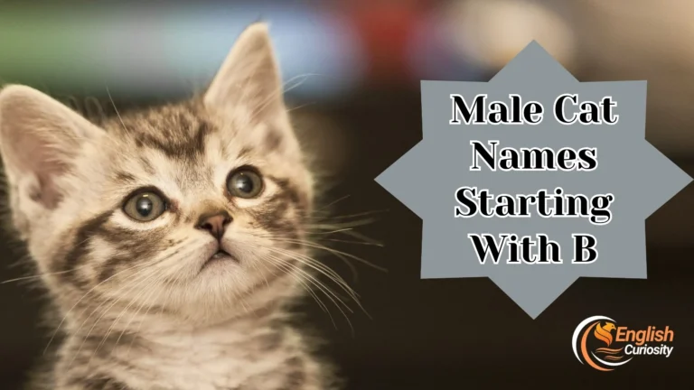 Male Cat Names Starting With B