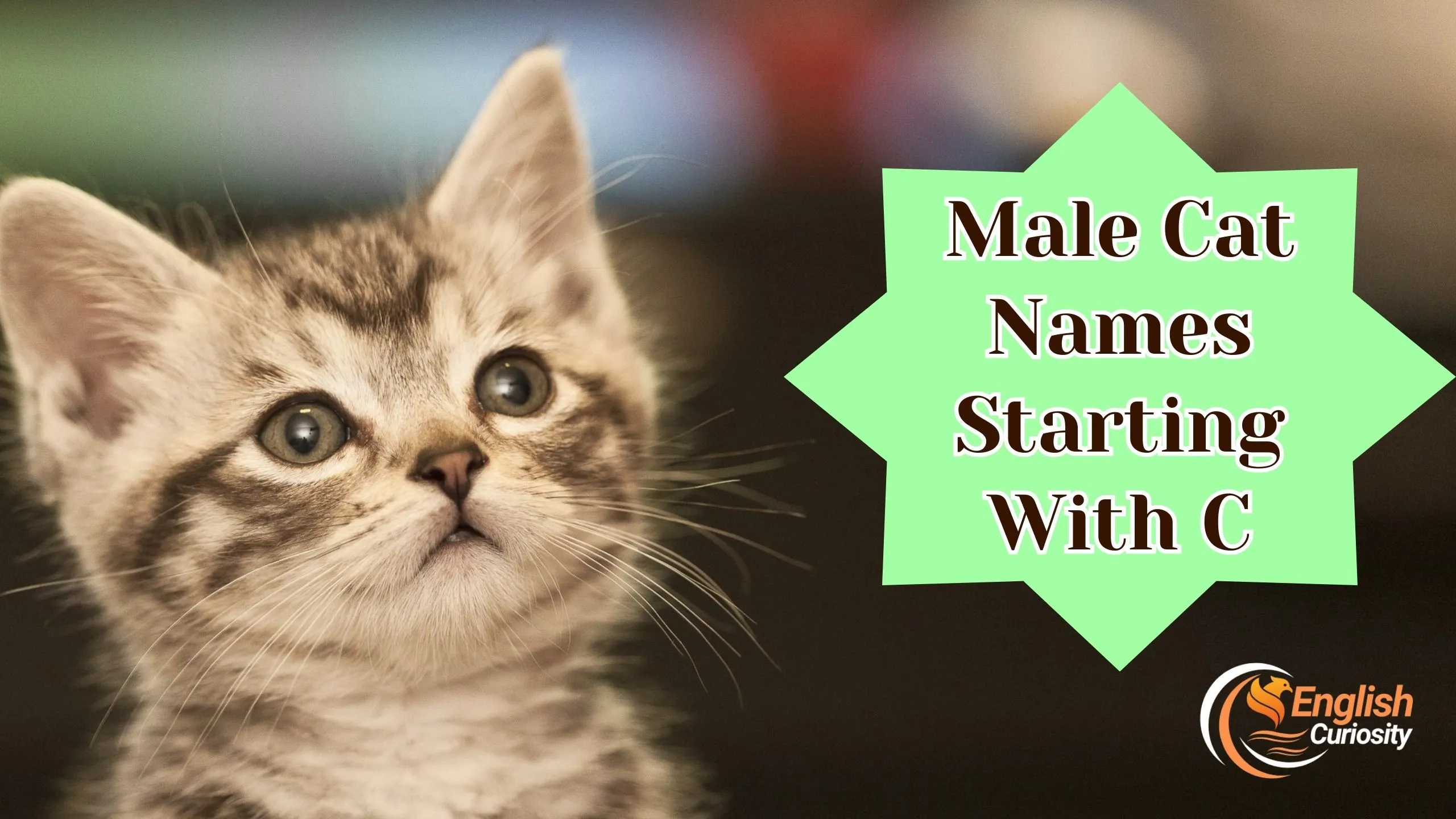 Male Cat Names Starting With C