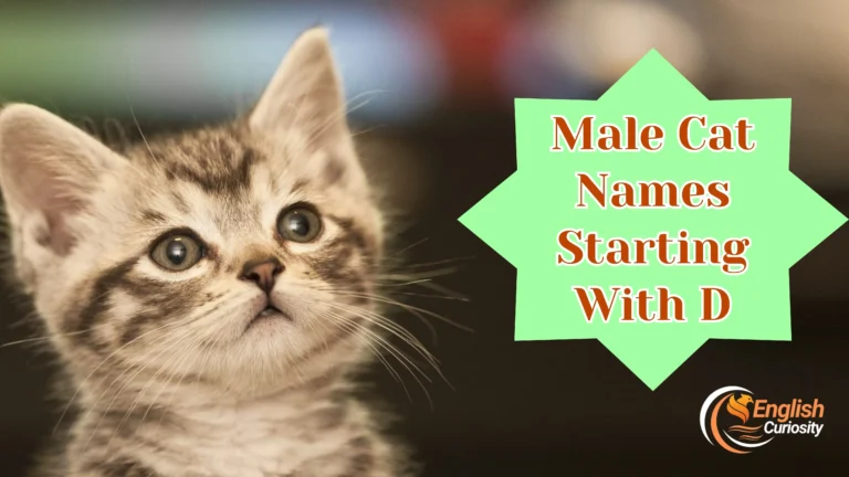Male Cat Names Starting With D